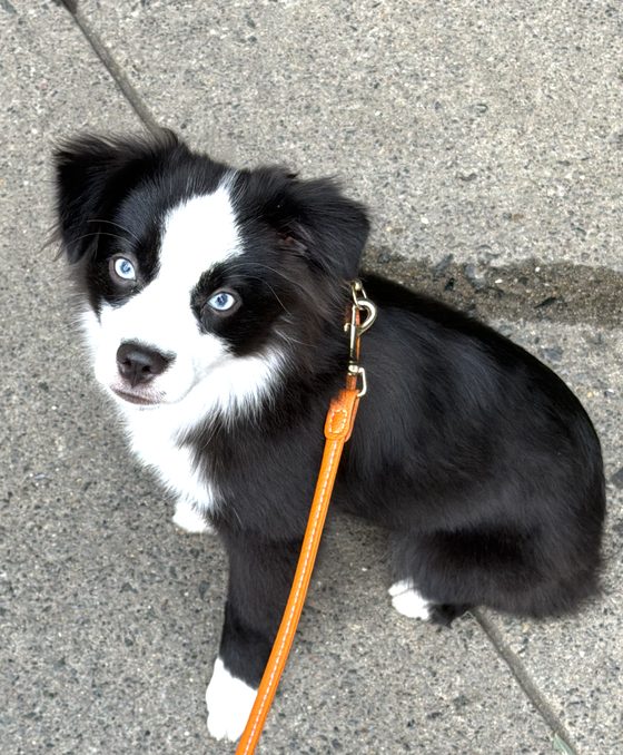 Charlie sitting on the sidewalk on his orange leather leash, looking up